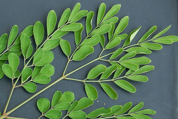 Moringa